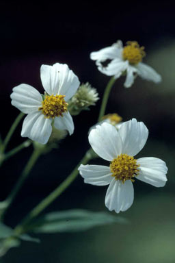 APII jpeg image of Bidens alba var. radiata  © contact APII