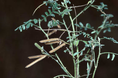 APII jpeg image of Indigofera colutea  © contact APII