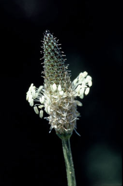 APII jpeg image of Plantago lanceolata  © contact APII