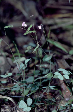 APII jpeg image of Desmodium gunnii  © contact APII