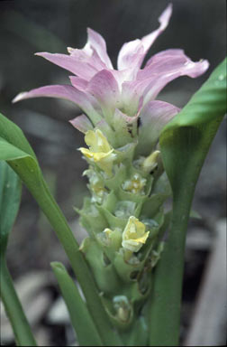 APII jpeg image of Curcuma australasica  © contact APII