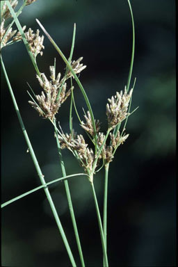 APII jpeg image of Fimbristylis dichotoma  © contact APII