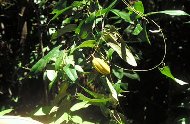 APII jpeg image of Aristolochia sparusifolia  © contact APII