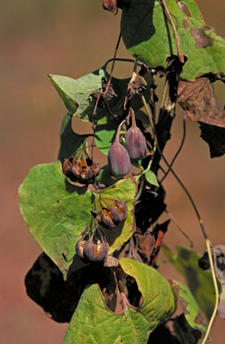 APII jpeg image of Aristolochia chalmersii  © contact APII