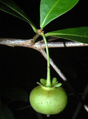 APII jpeg image of Actephila longipedicellata  © contact APII