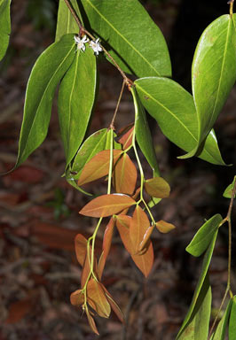 APII jpeg image of Cynometra ramiflora  © contact APII