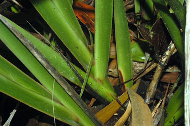 APII jpeg image of Dianella atraxis  © contact APII