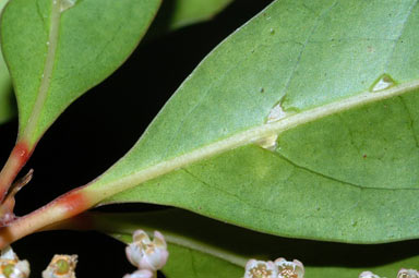 APII jpeg image of Elaeocarpus sp. Mossman Bluff (D.G.Fell 1666)  © contact APII