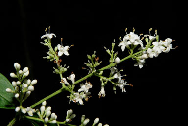 APII jpeg image of Ligustrum australianum  © contact APII