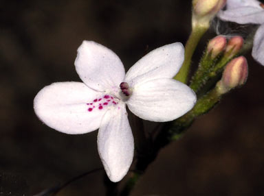 APII jpeg image of Pseuderanthemum variabile  © contact APII