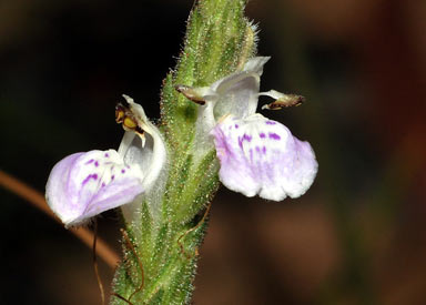 APII jpeg image of Rostellularia adscendens  © contact APII