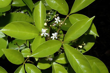 APII jpeg image of Vitex acuminata  © contact APII