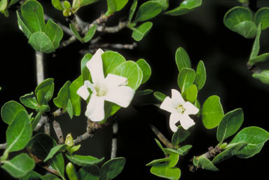 APII jpeg image of Gardenia vilhelmii  © contact APII