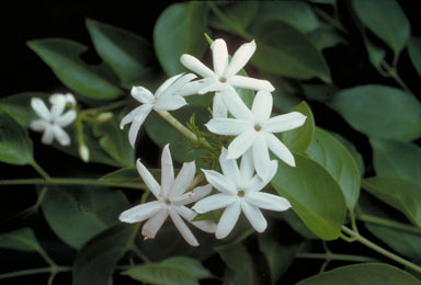 APII jpeg image of Jasminum elongatum  © contact APII