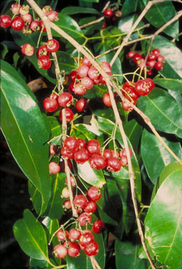 APII jpeg image of Syzygium tierneyanum  © contact APII