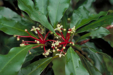 APII jpeg image of Bubbia queenslandiana subsp. queenslandiana  © contact APII