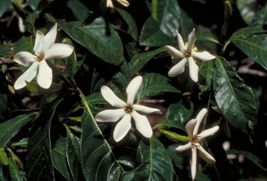 APII jpeg image of Gardenia ovularis  © contact APII