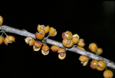 APII jpeg image of Denhamia fasciculiflora  © contact APII