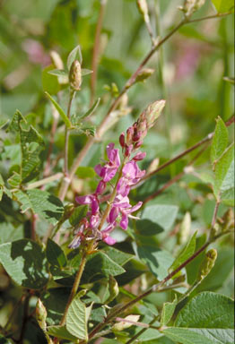 APII jpeg image of Desmodium intortum  © contact APII