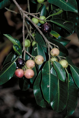 APII jpeg image of Ficus henneana  © contact APII