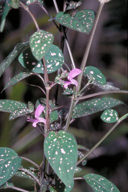 APII jpeg image of Hypoestes phyllostachya  © contact APII