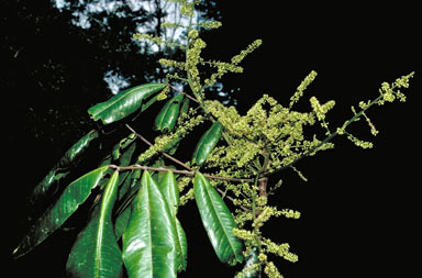 APII jpeg image of Mischocarpus grandissimus  © contact APII