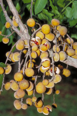 APII jpeg image of Dysoxylum gaudichaudianum  © contact APII