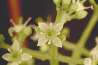 APII jpeg image of Melicope vitiflora  © contact APII