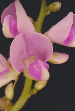 APII jpeg image of Desmodium nemorosum  © contact APII