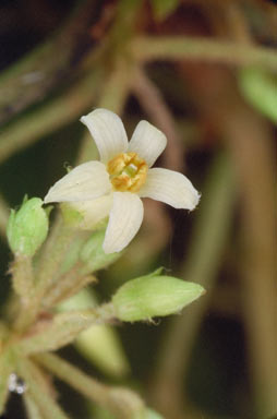 APII jpeg image of Pittosporum ferrugineum  © contact APII