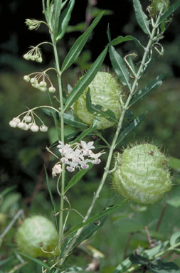 APII jpeg image of Gomphocarpus physocarpus  © contact APII