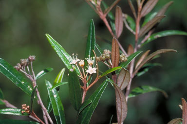 APII jpeg image of Phebalium squamulosum subsp. longifolium  © contact APII