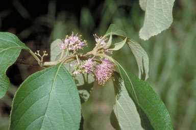 APII jpeg image of Callicarpa candicans  © contact APII