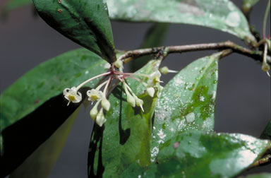 APII jpeg image of Ardisia brevipedata  © contact APII