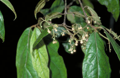 APII jpeg image of Steganthera laxiflora subsp. laxiflora  © contact APII