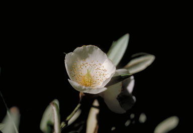 APII jpeg image of Eucryphia wilkiei  © contact APII