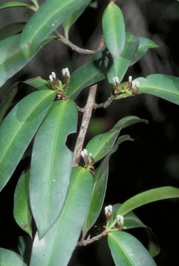 APII jpeg image of Podocarpus dispermus  © contact APII