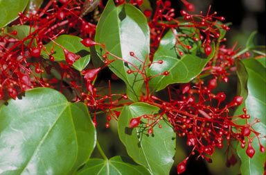 APII jpeg image of Brachychiton acerifolius  © contact APII