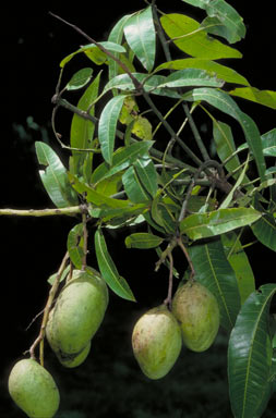 APII jpeg image of Mangifera indica  © contact APII