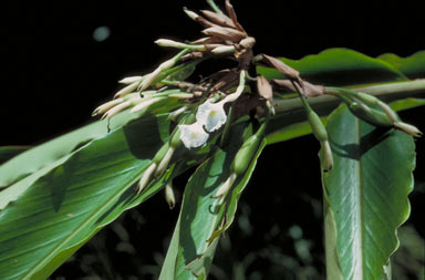 APII jpeg image of Alpinia arctiflora  © contact APII