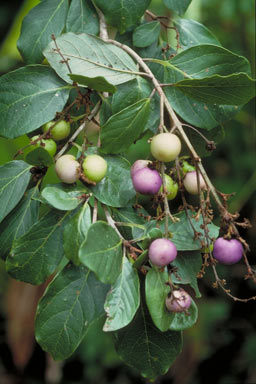 APII jpeg image of Gmelina fasciculiflora  © contact APII