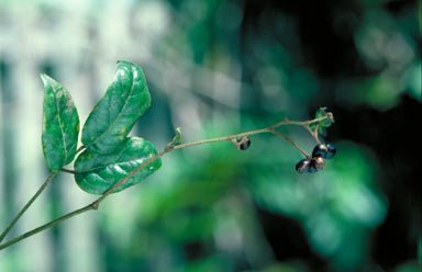 APII jpeg image of Cephalaralia cephalobotrys  © contact APII