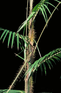 APII jpeg image of Calamus radicalis  © contact APII