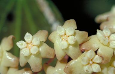 APII jpeg image of Hoya pottsii  © contact APII