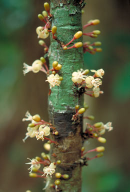 APII jpeg image of Samadera sp. Barong (B.Gray 742)  © contact APII