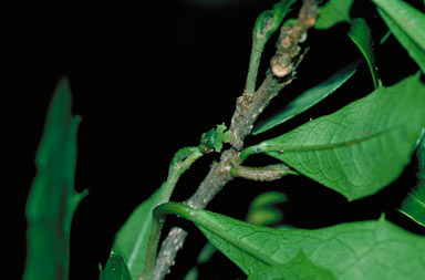 APII jpeg image of Alchornea ilicifolia  © contact APII