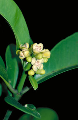 APII jpeg image of Garcinia warrenii  © contact APII