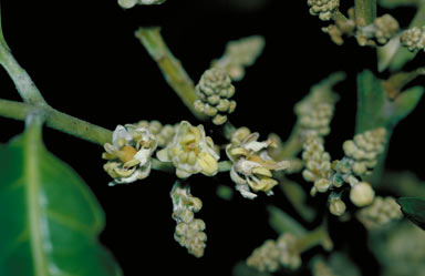 APII jpeg image of Elattostachys megalantha  © contact APII