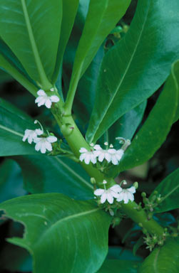 APII jpeg image of Scaevola taccada  © contact APII