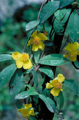 APII jpeg image of Hibbertia scandens  © contact APII